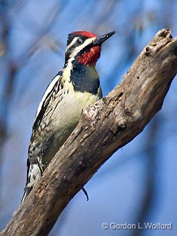 Yellow-bellied Sapsucker_53068.jpg - Yellow-bellied Sapsucker (Sphyrapicus varius) photographed at Ottawa, Ontario - the capital of Canada.